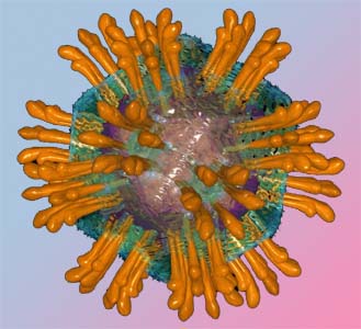 Hepatitis C-Virus